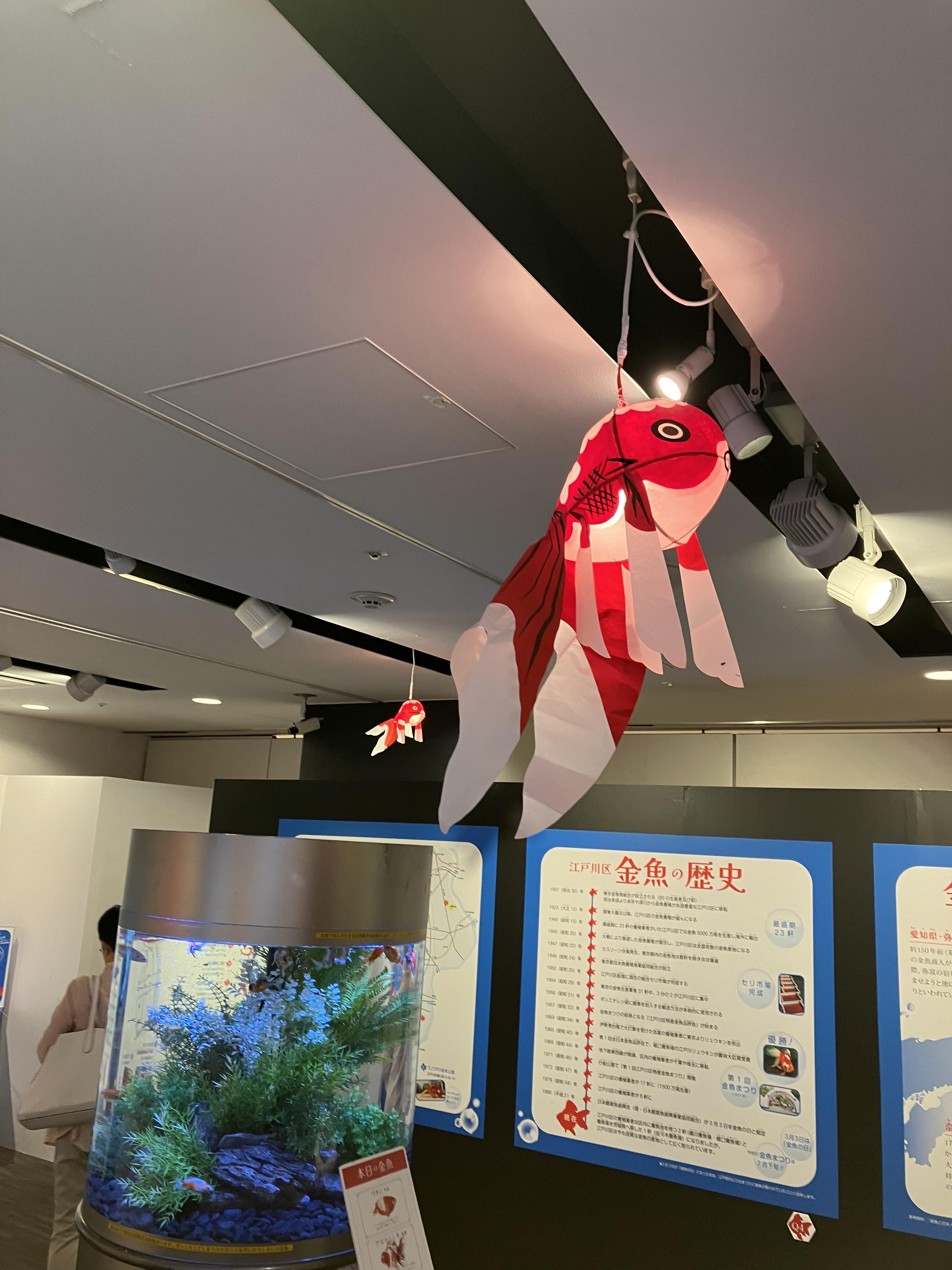 第47回企画展示「金魚とあそぼう！えどがわ金魚ラボ」 | 企画展示